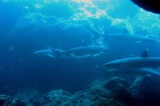 Whitetip reef sharks on a reef