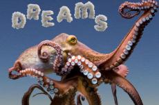 Their apparent problem-solving ability has led cephalopods to be recognised as intelligent.