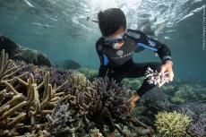 Coral Guardian's team member, Sahril, ensures the maintenance of a restored coral reef.