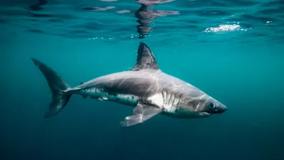 Salmon sharks lack a nictitating membrane, so their eyes can be seen following a subject, Port Fidalgo, Alaska, USA. Photo by Jennifer Idol.