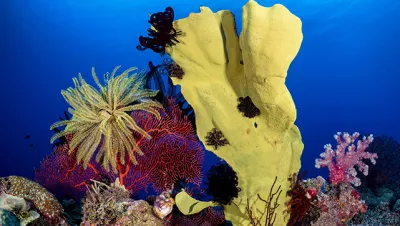 Yellow sponge and sea fan with feather stars at Mocklon Islands, New Britain, Papua New Guinea. Photo by Don Silcock.