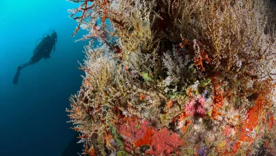 Photo by Scott Bennett: Diver and coral on the MV Shake’M wreck in Grenada