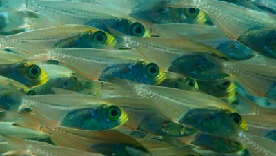 Tight school of glassfish in the bay of Aqaba