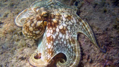 Octopus at Curacao