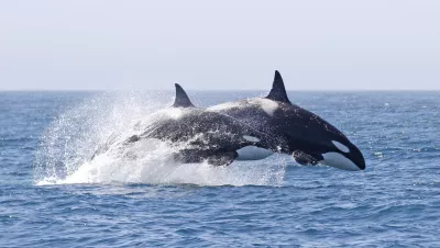 Matriarchs rule. 'Emma' (the CA 140's pod matriarch) and a daughter in flight - at top speed in a straight line for over 8 miles to join other orcas at a kill.