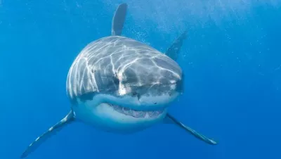 White shark at Guadalupe