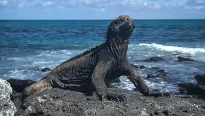 Sunbathing marine lizard, Galápagos Islands, Ecuador