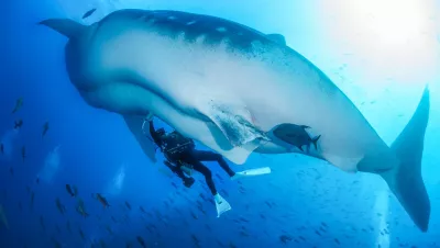 Rui Matsumoto taking an ultrasound reading on a whale shark. Photo by Simon Pierce