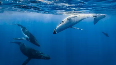 Humpbacks in the South Pacific 