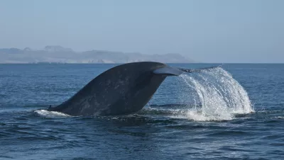 This blue whale was encountered near the Channel Islands of California.