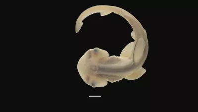 Baby hammerhead during development with a nascent hammerhead snout.