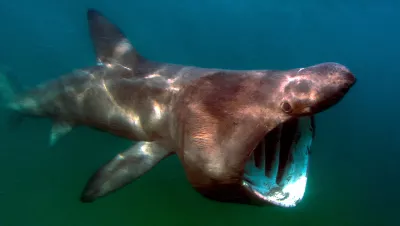 The revelation that basking sharks are partially warm-blooded adds a fascinating layer to our knowledge of these gentle giants. It underscores the complexity of marine life and the continuous surprises it holds. 
