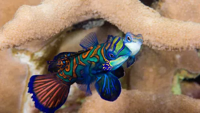 A mandarinfish amongst coral reef