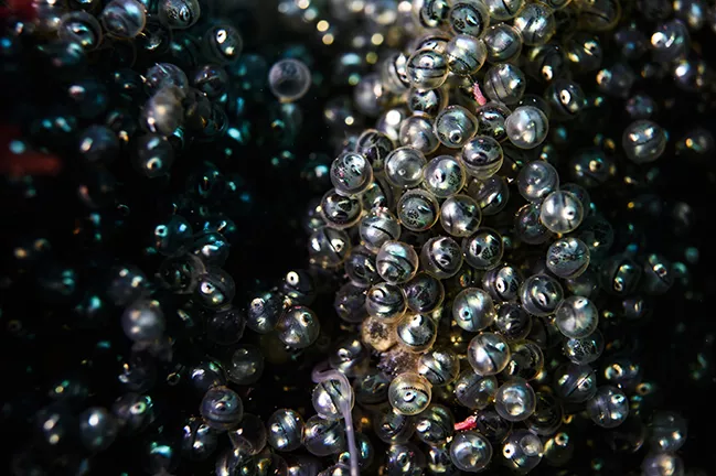 Ainame fat greenling fish eggs about to hatch, Toyama Bay, Japan. Photo by Martin Voeller.