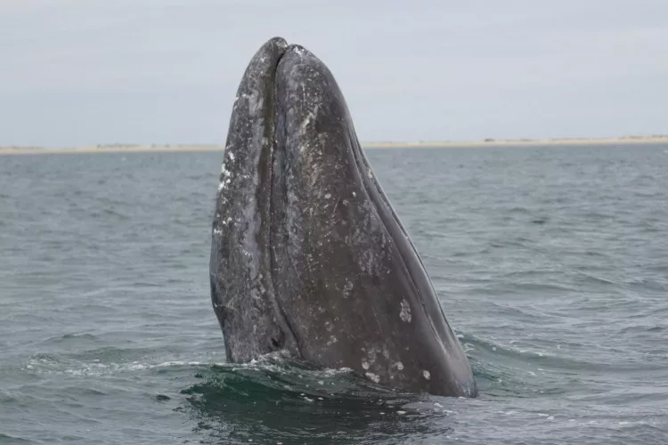 Gray whale spyhopping off the Alaskan coast