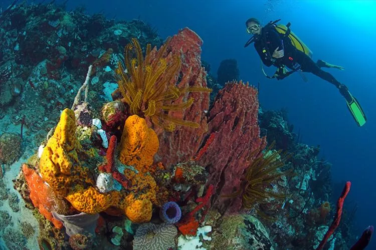 Diver and sponges on reef, Dominica. Photo by Steve Jones
