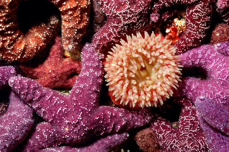 Ochre stars and painted anemone, Skookumchuck. Photo by Barb Roy
