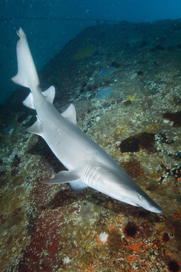  Sandtiger sharks’ ability to gulp air to counteract their negative buoyancy means they don’t have to swim continuously to avoid sinking