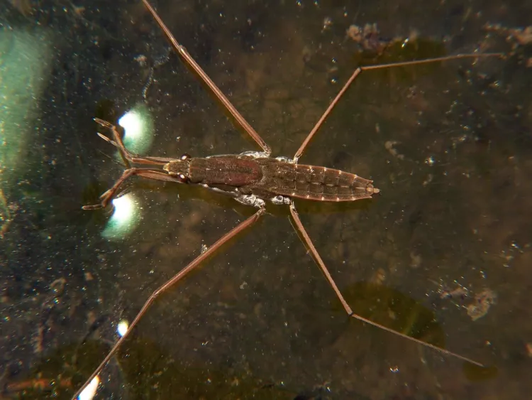 adult water strider, Aquarius remigis Order Hemiptera