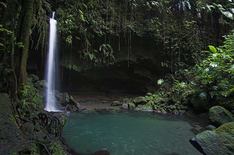 Emerald pool, Dominica. Photo by Steve Jones