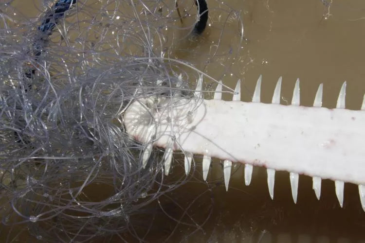 The toothed rostra of the sawfish get entangled easily in gill nets and other fishing gear. Photo by Peter Kyne.