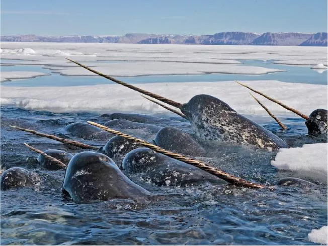 Narwhals in dense pack ice