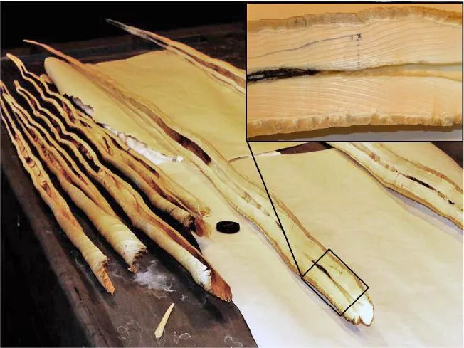 Cut-through narwhal tusk displaying the individual year rings. Photo credit: Rune Dietz