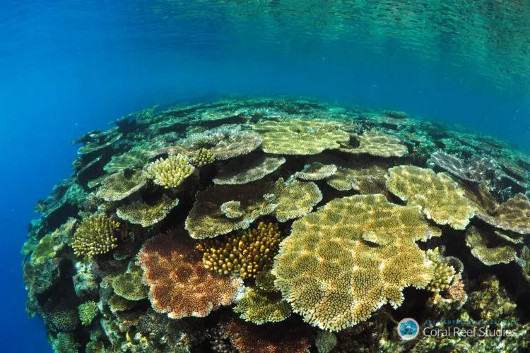 Corals in the Pacific Ocean