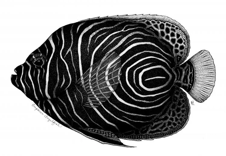 Emporer Angelfish, by Kristin Moger. Micron ink on paper, 11 x 14 inches