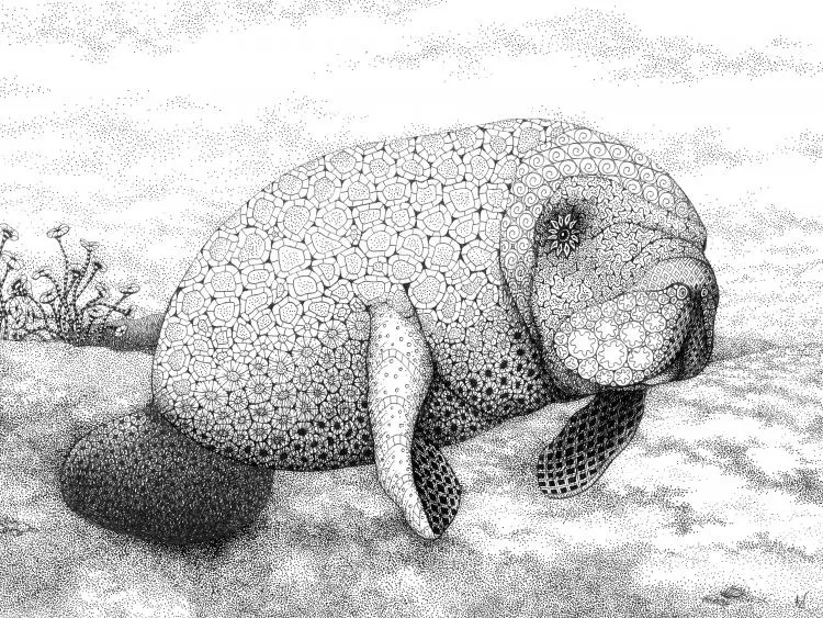 Manatee, by Kristin Moger. Micron ink on paper,  8 x 10 inches