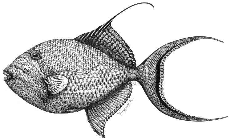 Triggerfish, by Kristin Moger.  Micron ink on paper, 9 x 14 inches