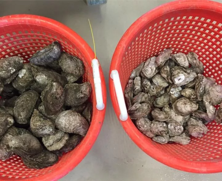The oysters on the left were raised in Grand Isle (medium salinity) while the ones on the right, which were 40 percent larger, were raised in Chauvin (low salinity). Photo credit: Kevin M. Johnson