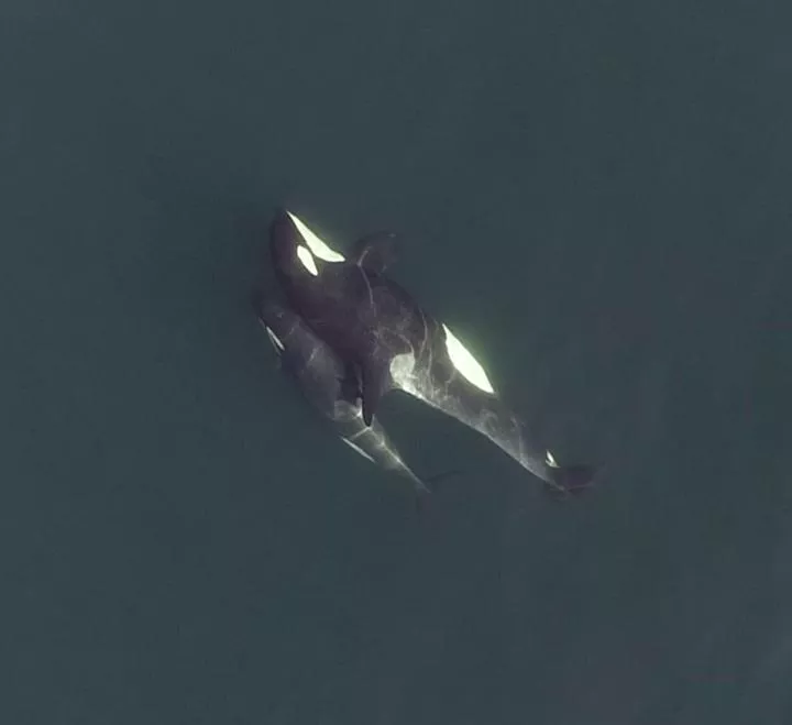 Two orcas socialising with each other.