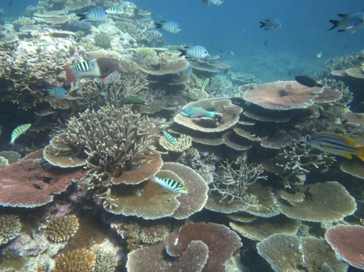 Table corals can regenerate coral reefs at a very fast rate. 