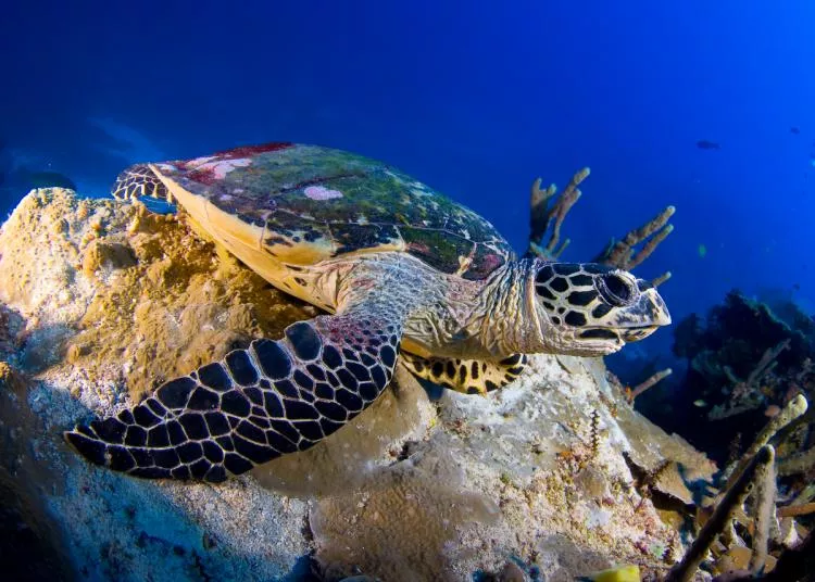 Hawksbill sea turtle, Solomon Islands. Photo by Steve Jones