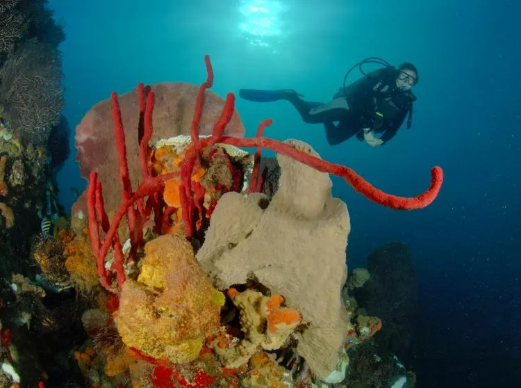 Diver on reef, St Lucia. Photo by Steve Jones