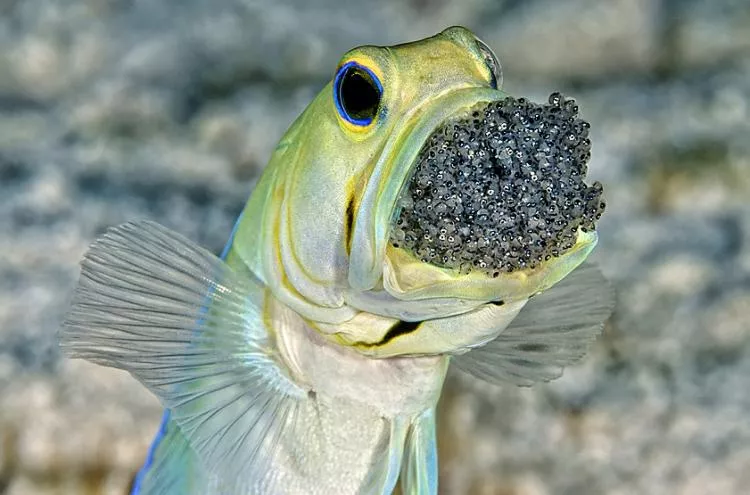 Yellowhead jawfish with brood of eggs in mouth, Turks & Caicos Islands. Photo by Scott Johnson