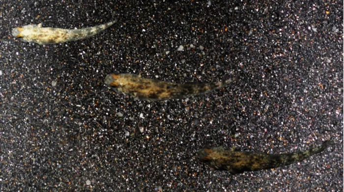 The colour-changing ability of the gobies.