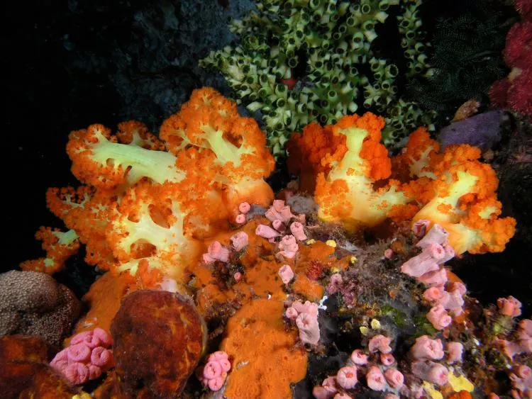 Soft coral, cup coral, sponges and ascidians from Komodo National Park