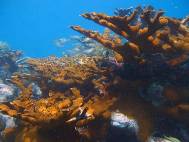 Elkhorn corals in Florida Keys.