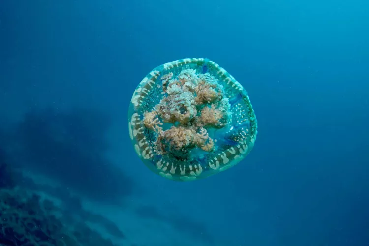 Papuan jellyfish, Mastigias papua, 
