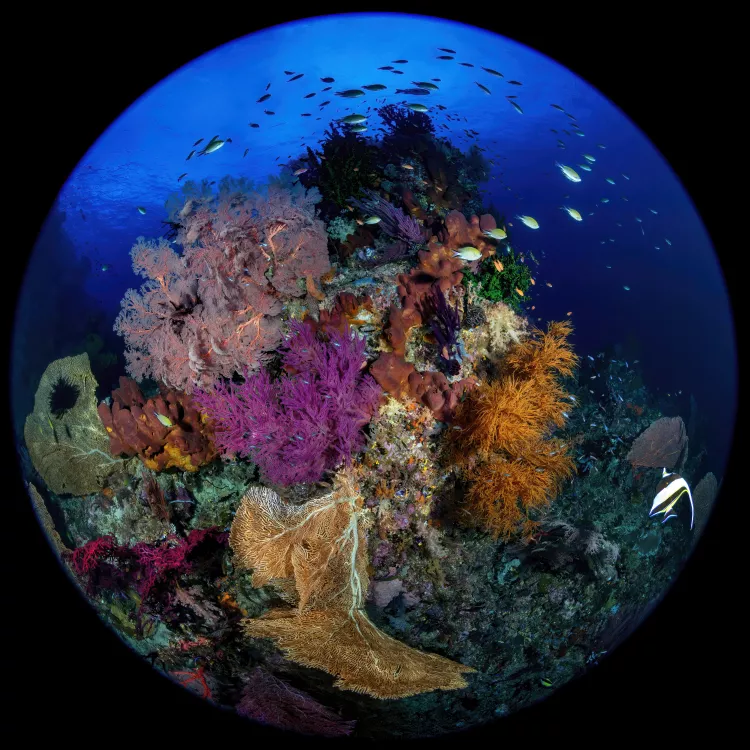 Underwater Raja Ampat. Photo by Don Silcock
