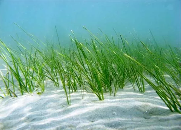 Seagrass can provide shelter for small marine animals.