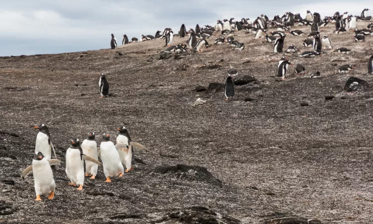 Colony of gentoo penguins in the Falkland Islands
