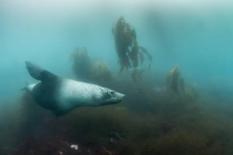 Fur seal, Tern Island, Bay of Isles, South Georgia