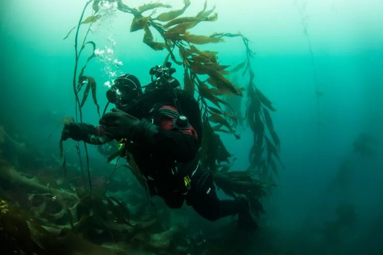 Elmar Schanz with kelp at Quarry Wall in Cook Bay, South Georgia 