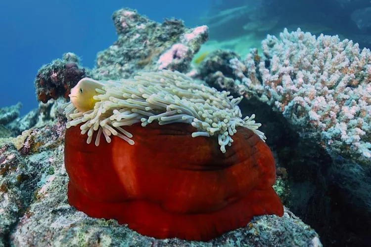 Red magnificent anemone with skunk anemonefish, Récif Shirarani, Mayotte. Photo by Pierre Constant