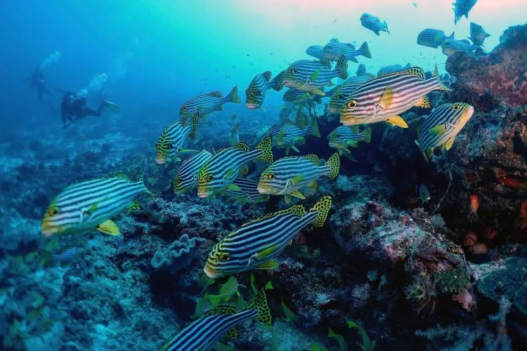 Oriental sweetlips at Passe aux Bateaux North, Mayotte. Photo by Pierre Constant