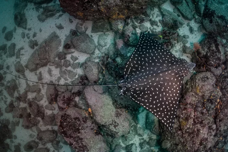 Pacific spotted eagle ray at Sorpresa Reef