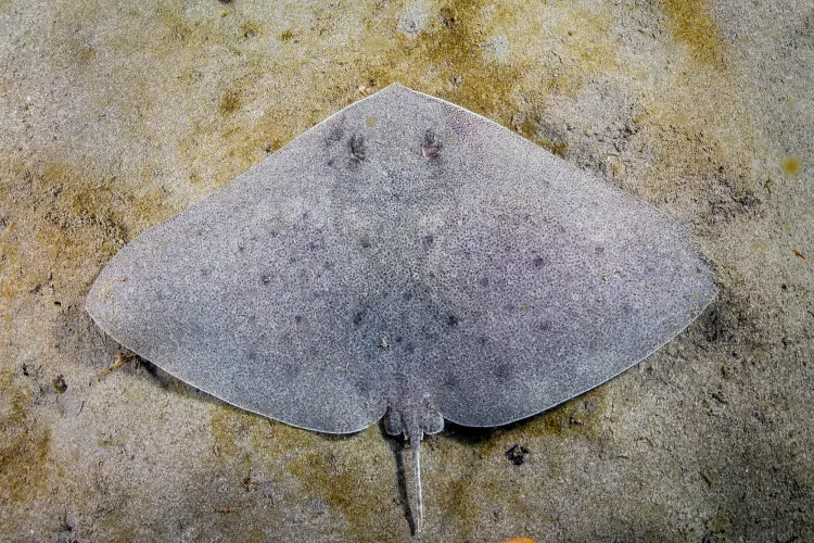 A rarel encounter with a tiny juvenile Mazatlan butterfly ray